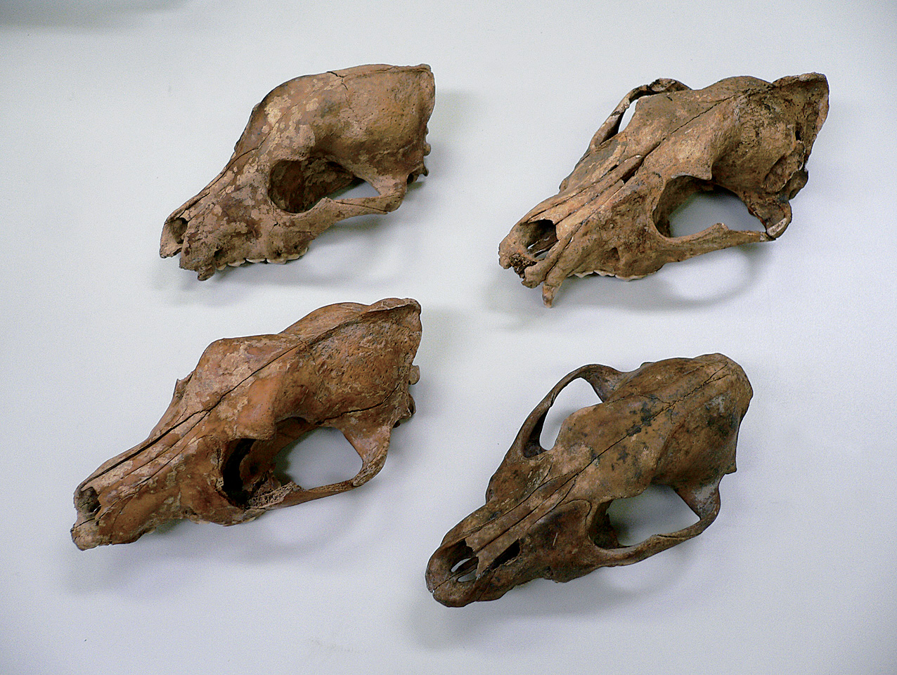 江戸時代の遺跡から出土したイヌの頭蓋骨
